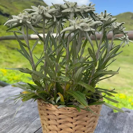 Apartment Ahornblick Im Johanna In Hippach-mayrhofen - Nähe Skipiste *