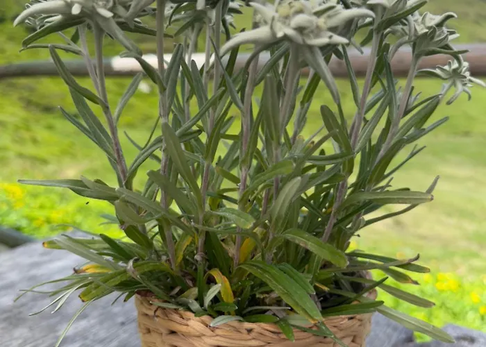 Apartmán Ahornblick Im Johanna In Hippach-mayrhofen - Naehe Skipiste *