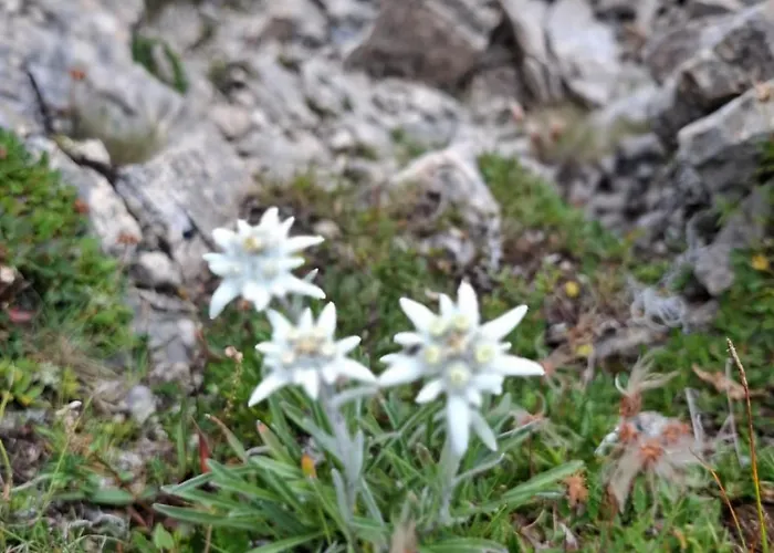 Ahornblick Im Johanna In Hippach-mayrhofen - Naehe Skipiste